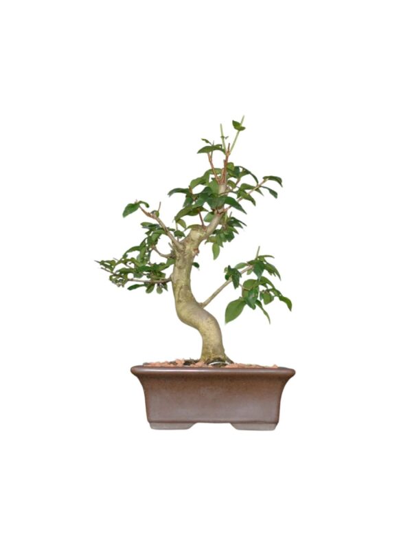 Bonsai de Pitanga