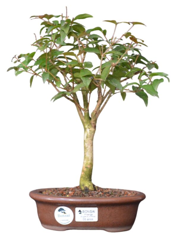 Bonsai pitanga