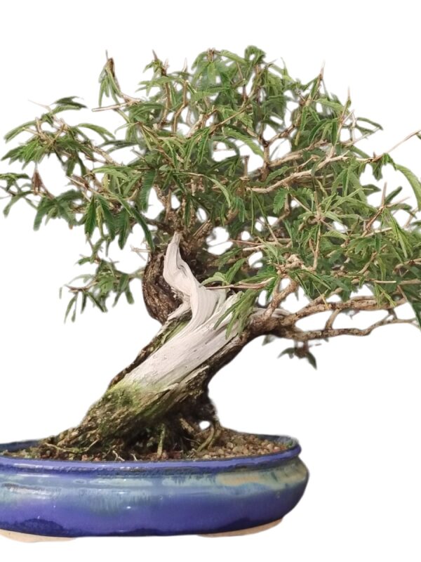 Bonsai Caliandra Spinosa