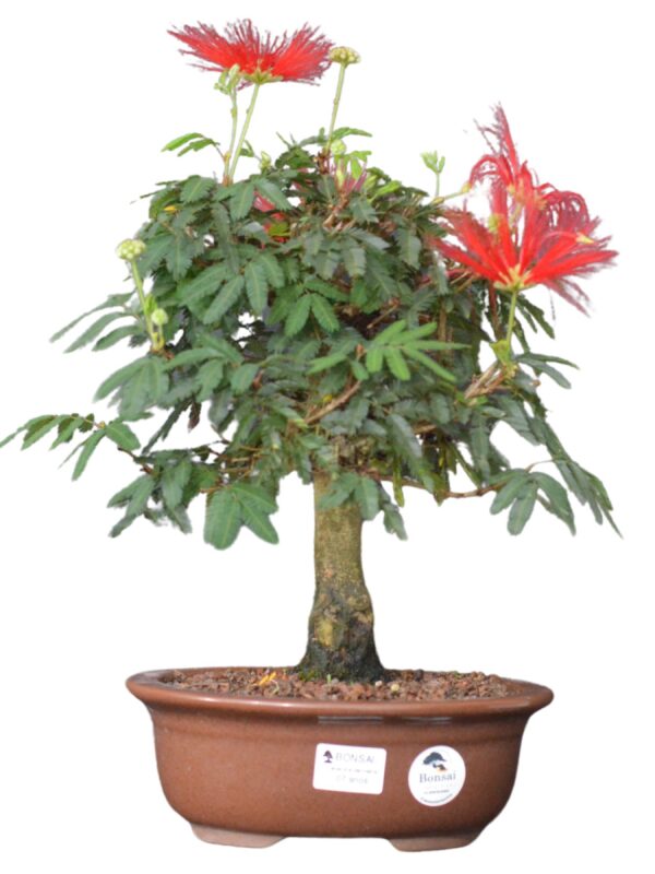 Bonsai Caliandra Vermelha