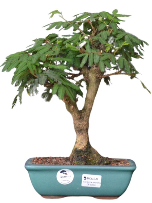 Bonsai Caliandra Vermelha