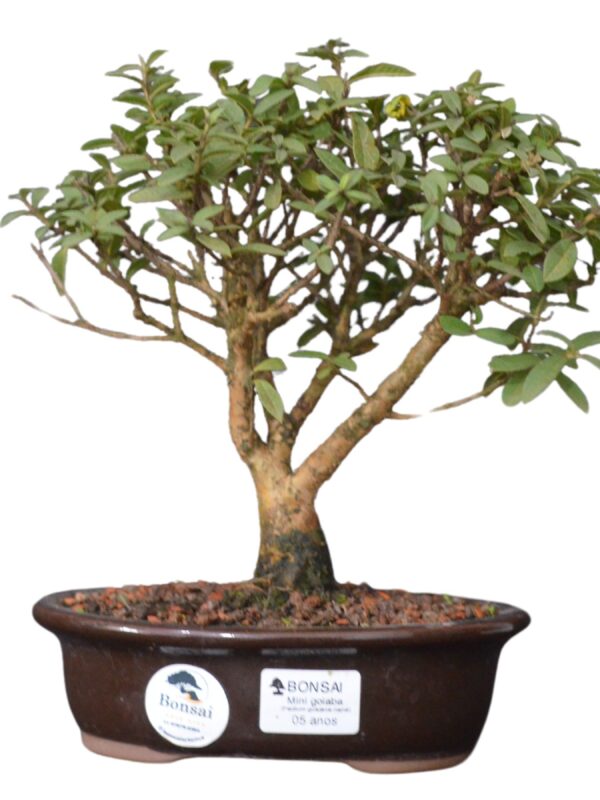 Bonsai mini Goiabeira