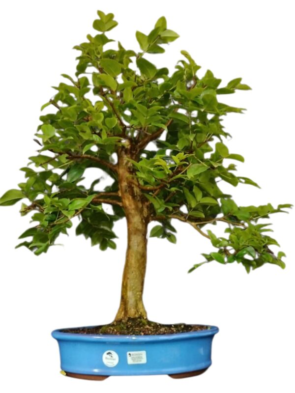 Bonsai Caliandra Vermelha