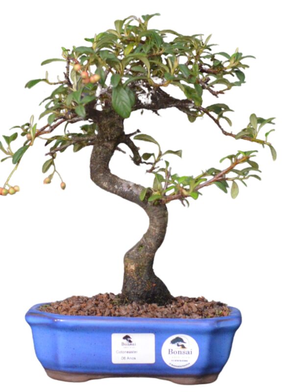 Bonsai Cotoneaster Pendula