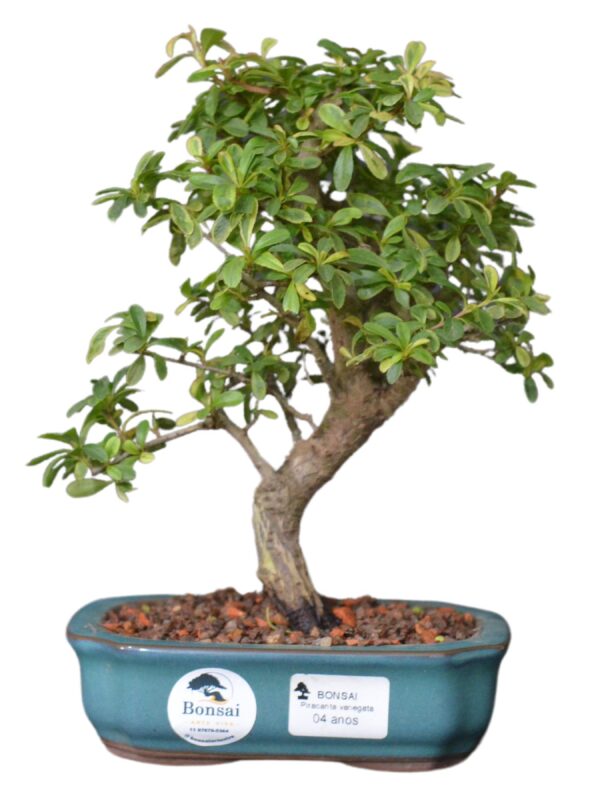 Bonsai Piracanta Variegata