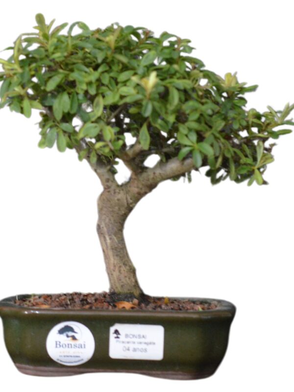 Bonsai Piracanta Variegata