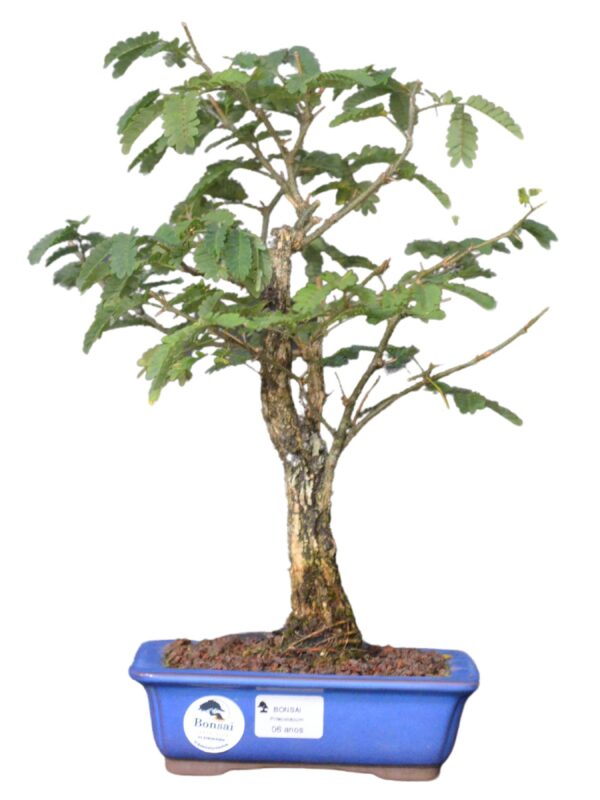 Bonsai Pithecolobium dumosum