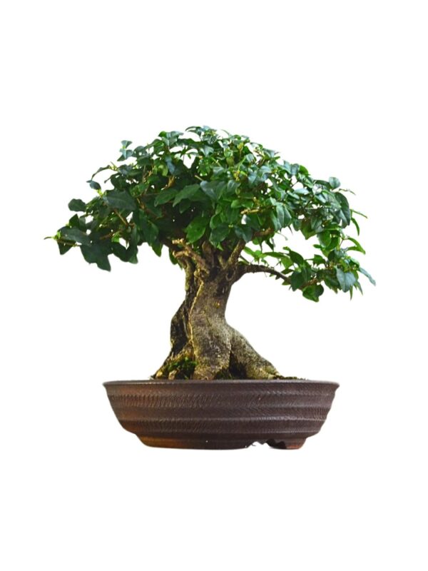 Bonsai de Ligustro