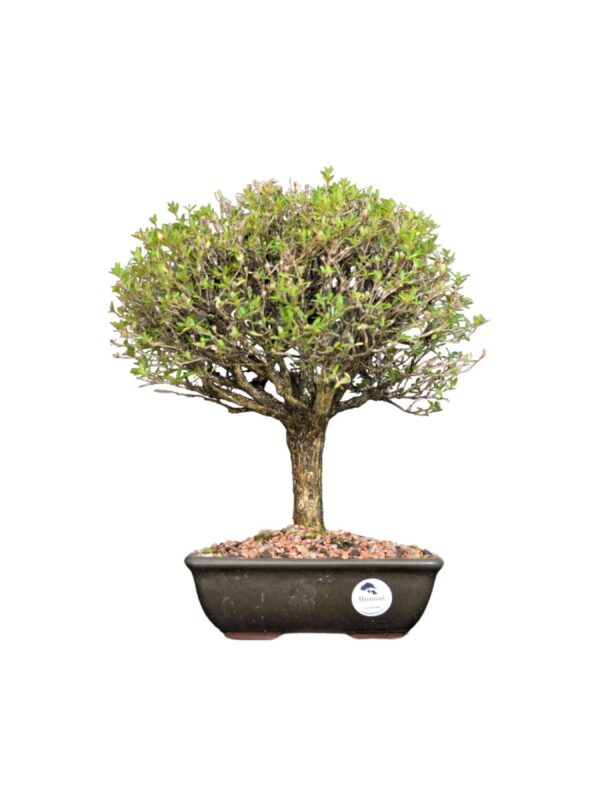 Bonsai Serissa Chinesa