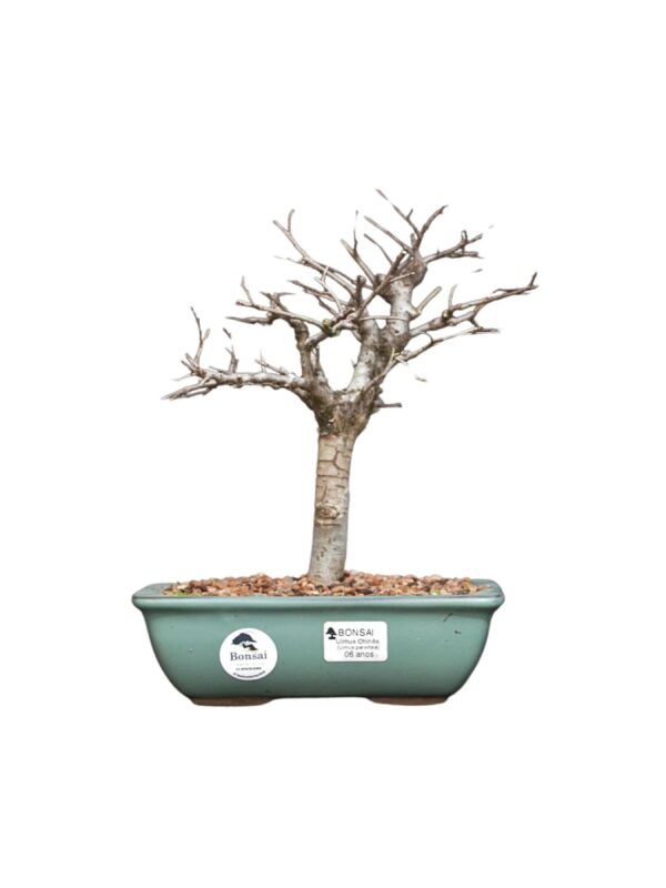 Bonsai de Ulmos