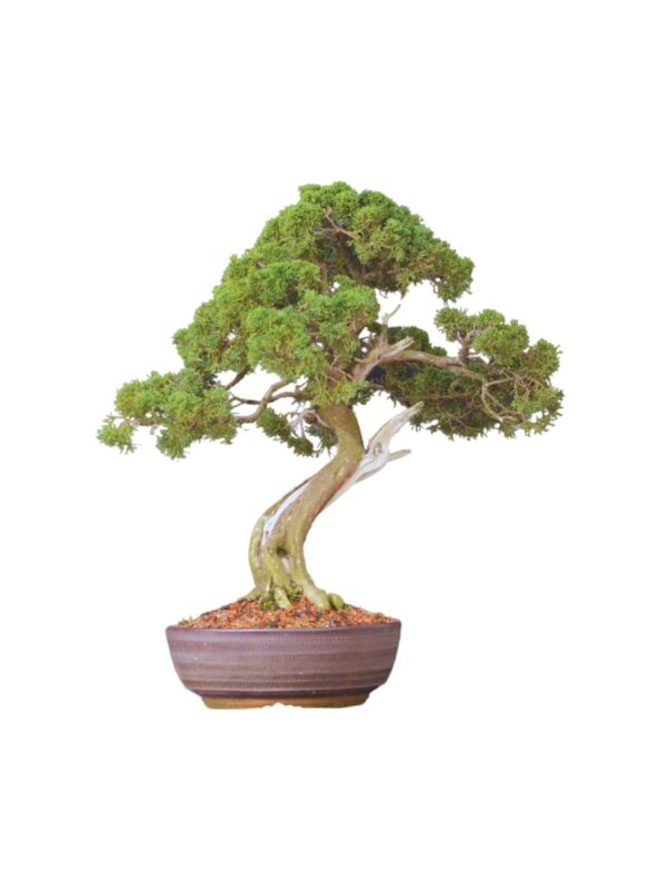 Bonsai Shimpaku Kichu