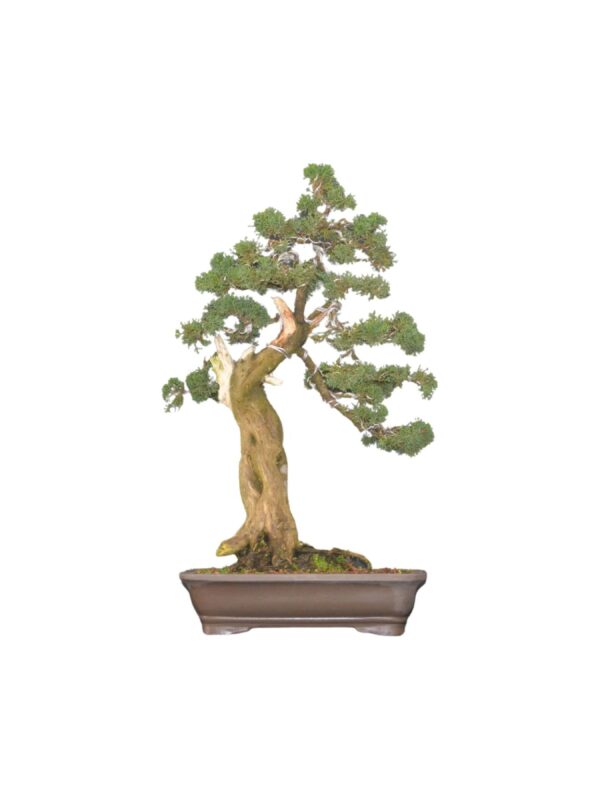 Bonsai Shimpaku Kichu