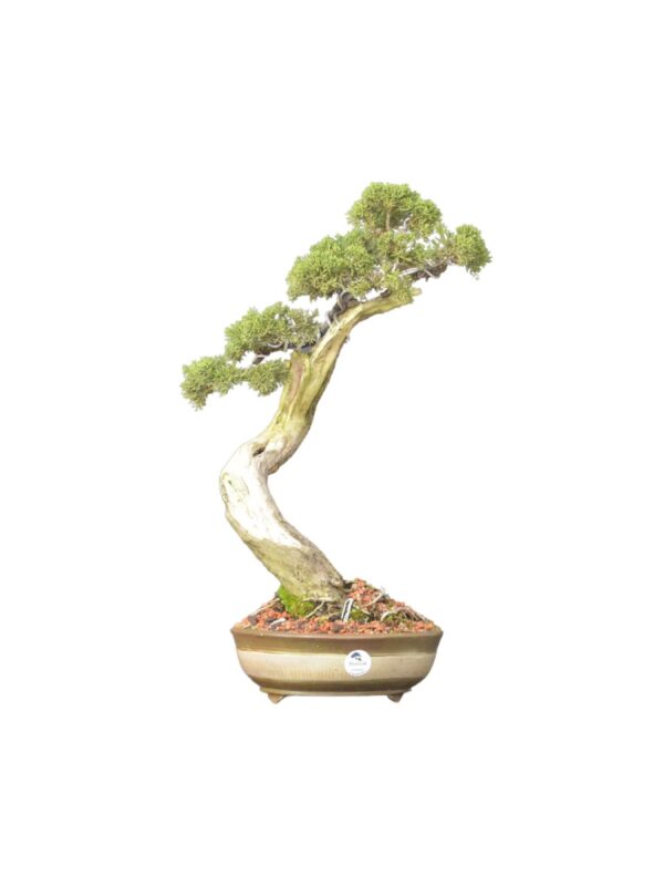 Bonsai Shimpaku Kichu