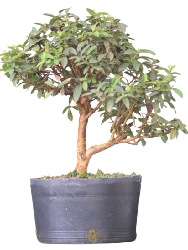 Pré Bonsai Mini Goiaba