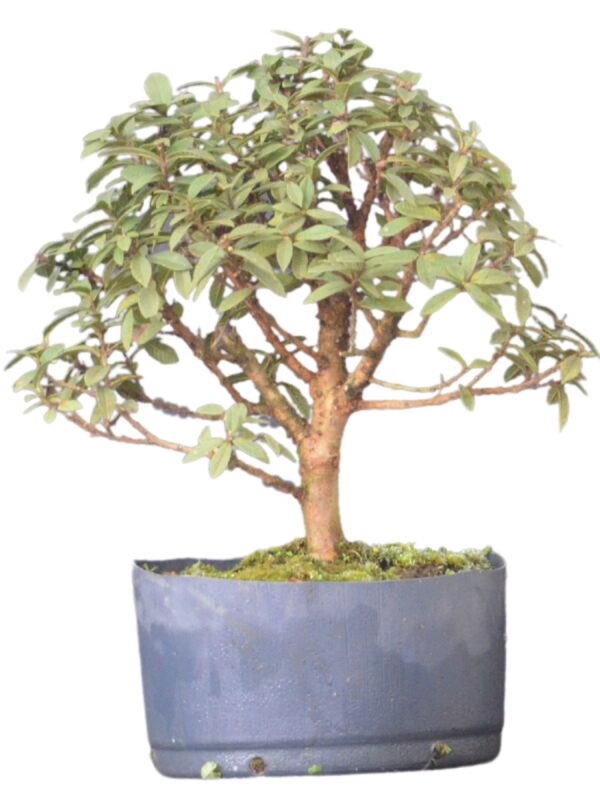 Pré Bonsai Mini Goiaba