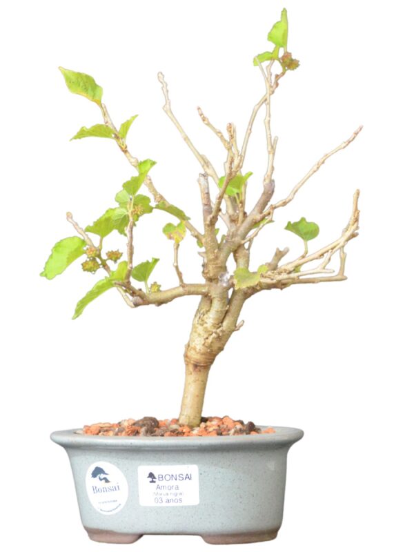 Bonsai Amoreira