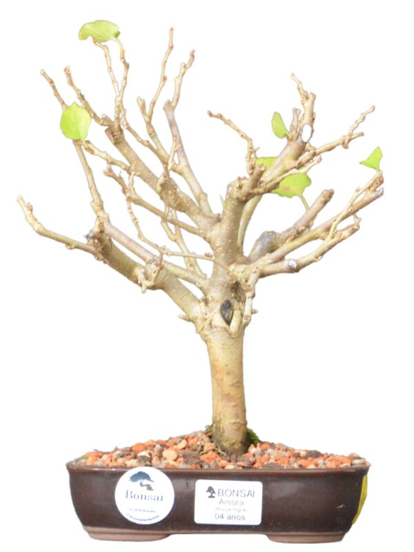 Bonsai Amoreira