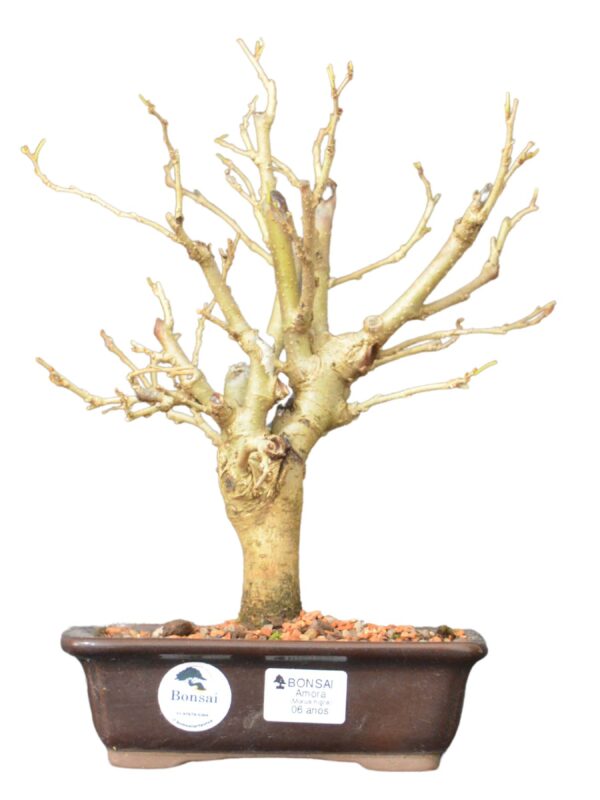 Bonsai Amoreira