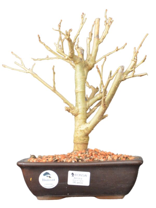 Bonsai Amoreira