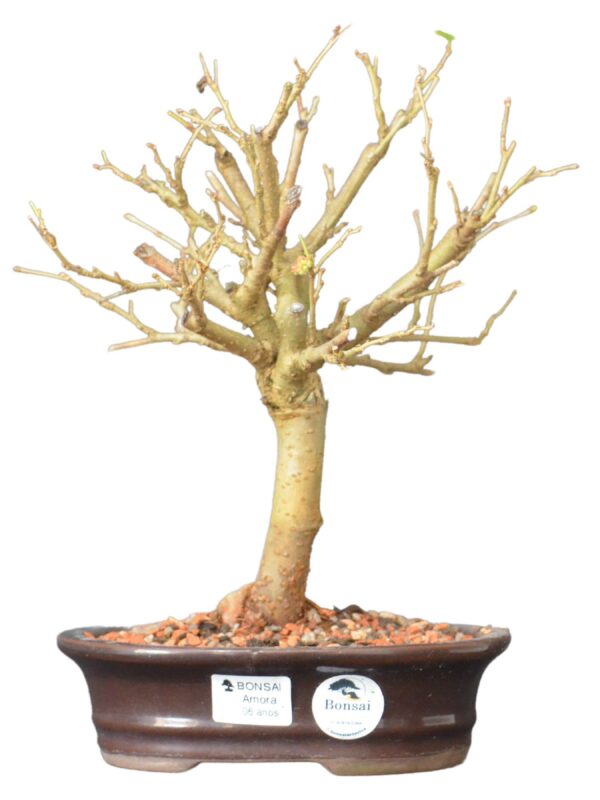 Bonsai Amoreira