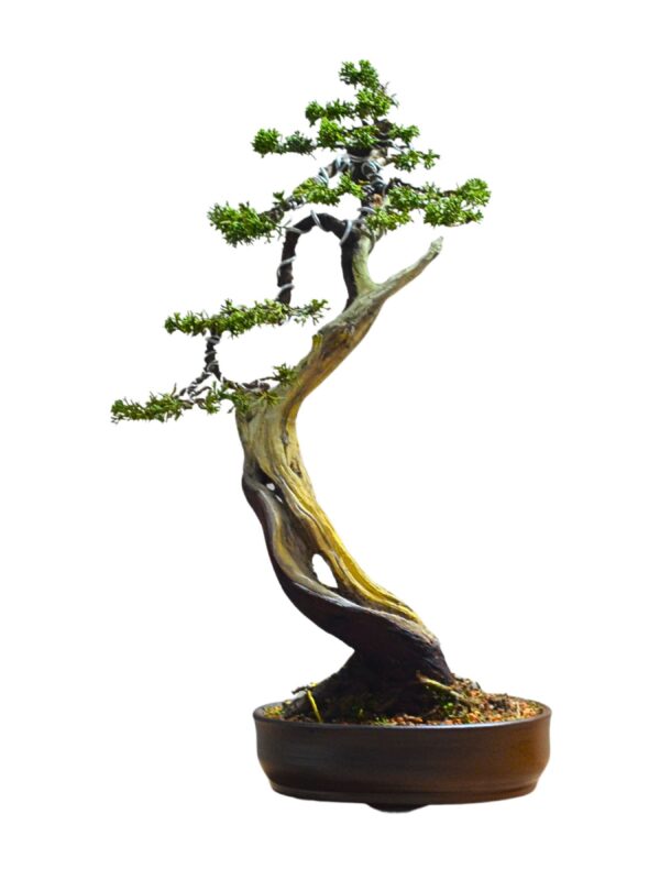 Bonsai Shimpaku Kichu