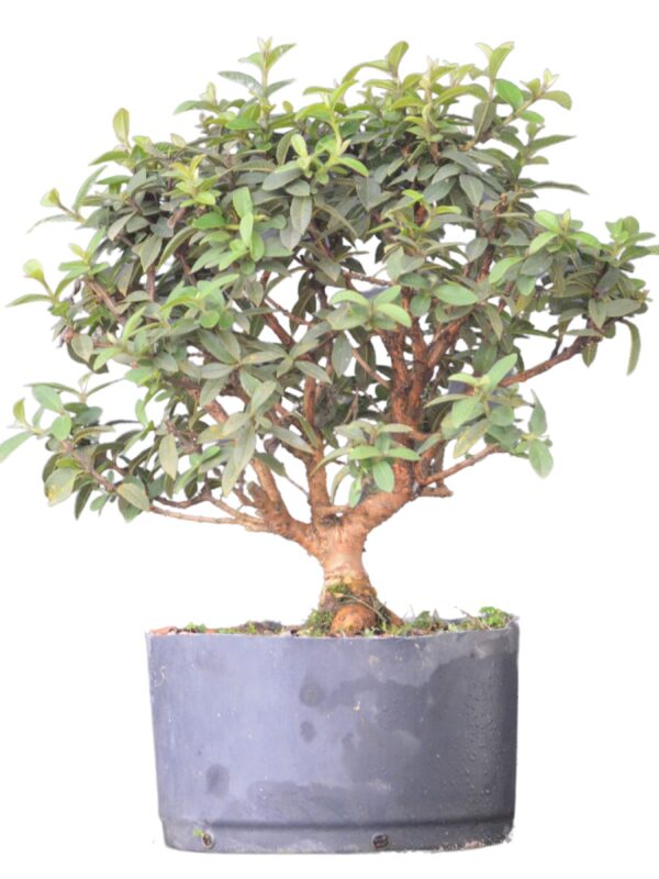 Pré Bonsai Mini Goiaba