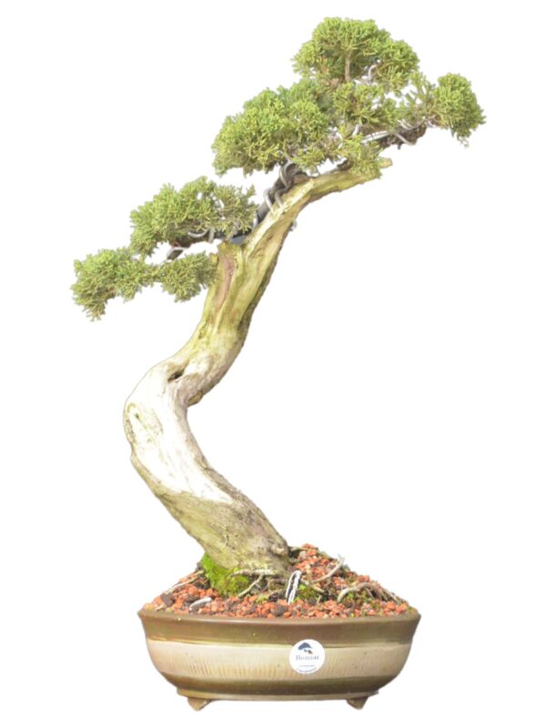 Bonsai Shimpaku Kichu