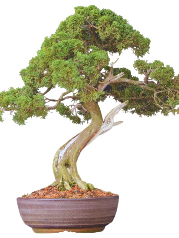 Bonsai Shimpaku Kichu