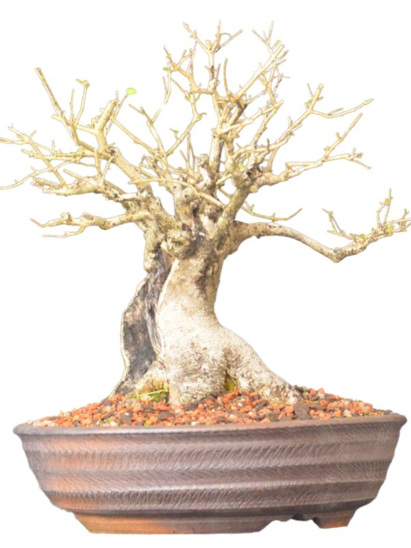 Bonsai Ligustro