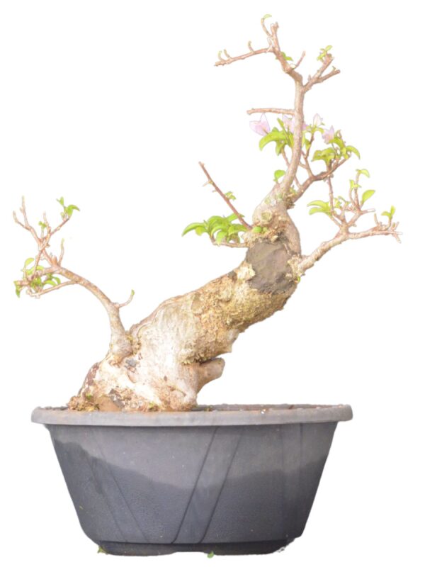 Pré Bonsai Primavera Bouganvilea