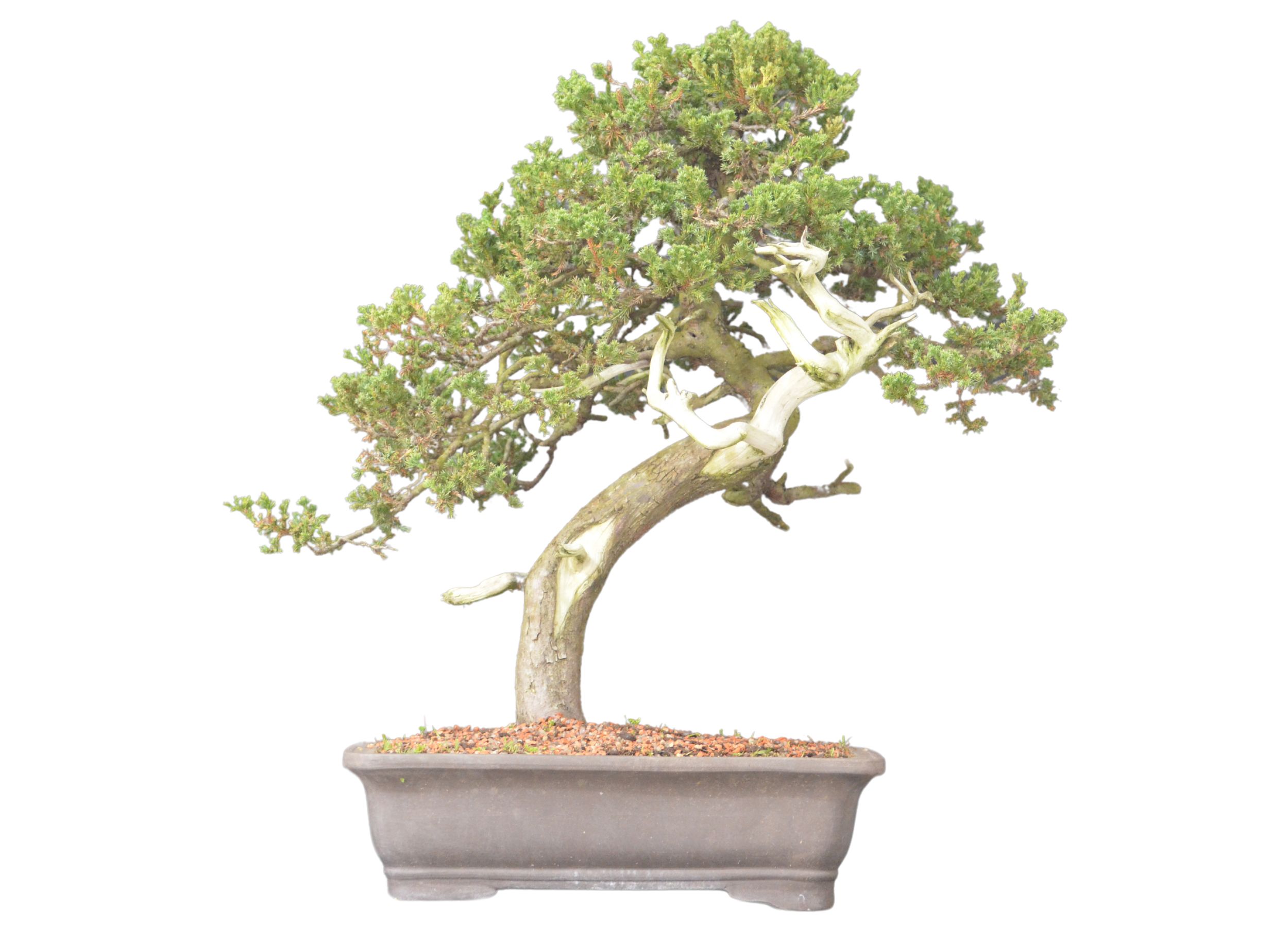 Bonsai Juniperus Procumbens