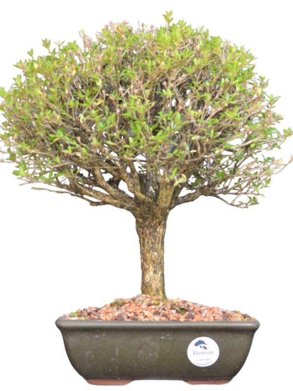 Bonsai Serissa