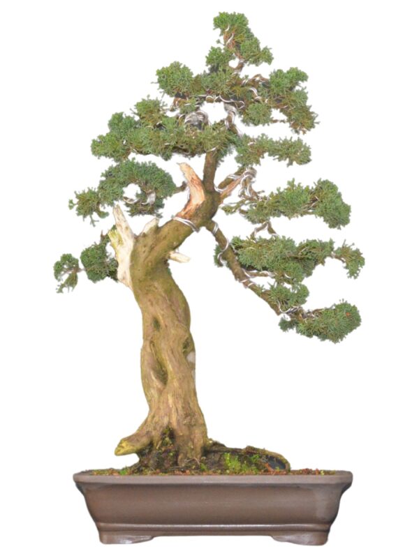 Bonsai Shimpaku Kichu