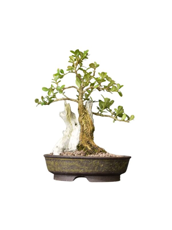 Bonsai Buxinho