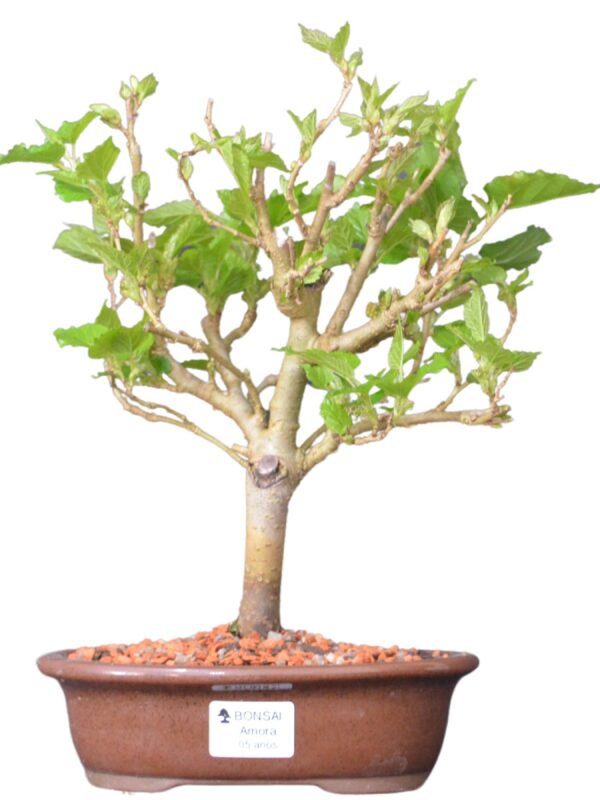 Bonsai amoreira