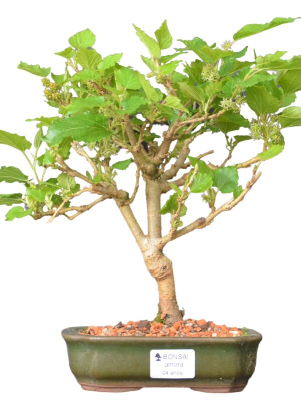 Bonsai amoreira