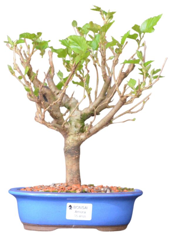 Bonsai amoreira