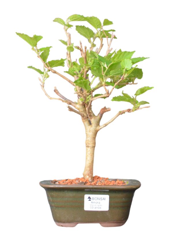 Bonsai amoreira