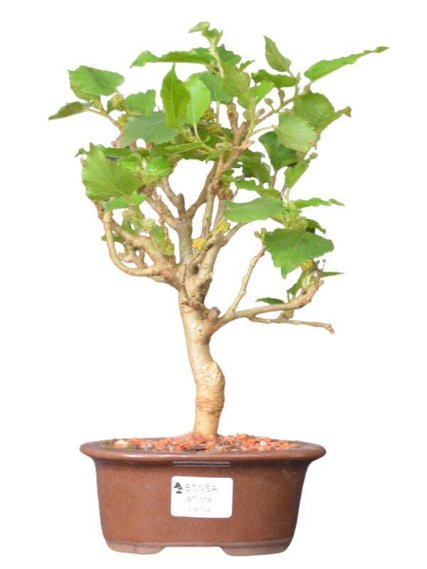 Bonsai amoreira