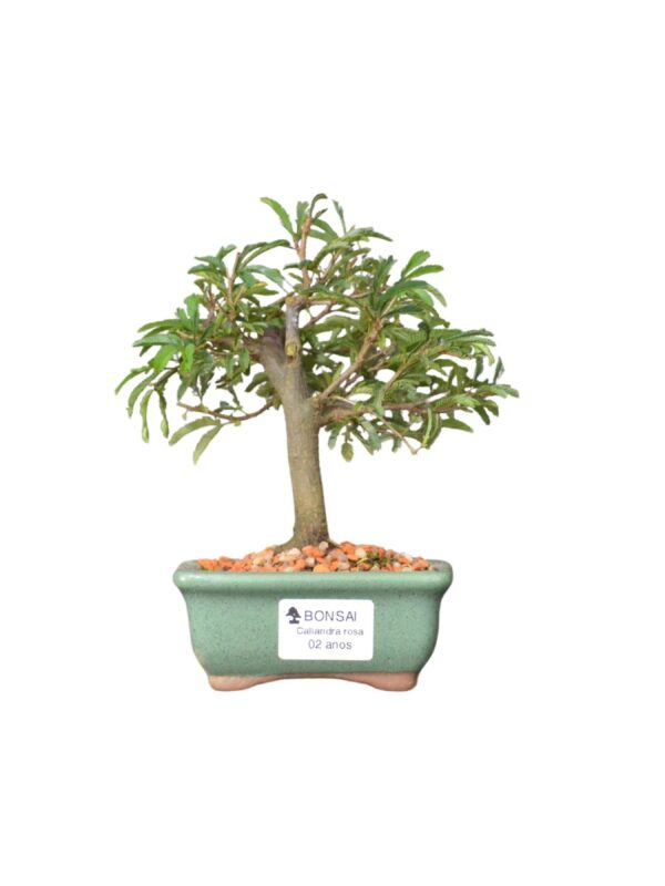 Bonsai Caliandra Rosa