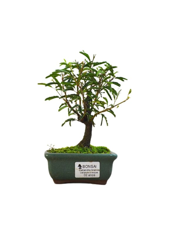 Bonsai Caliandra Branca