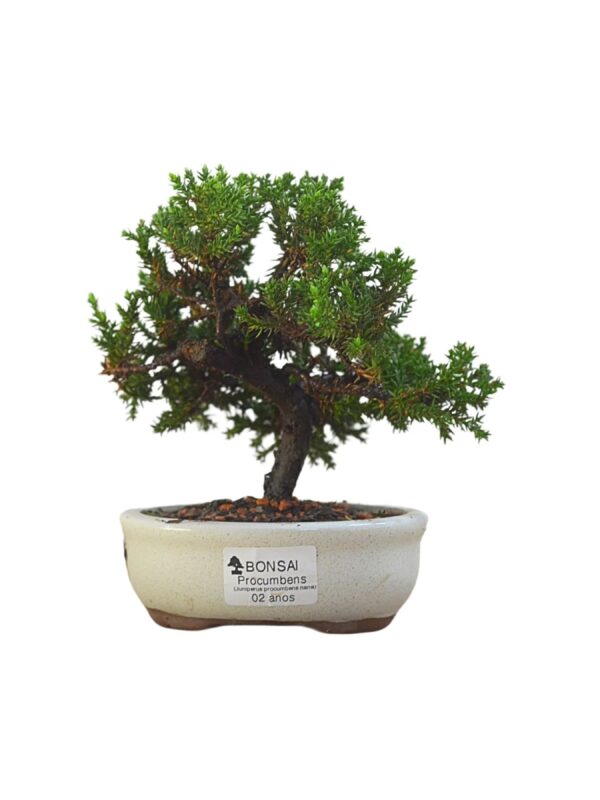 Bonsai Procumbens