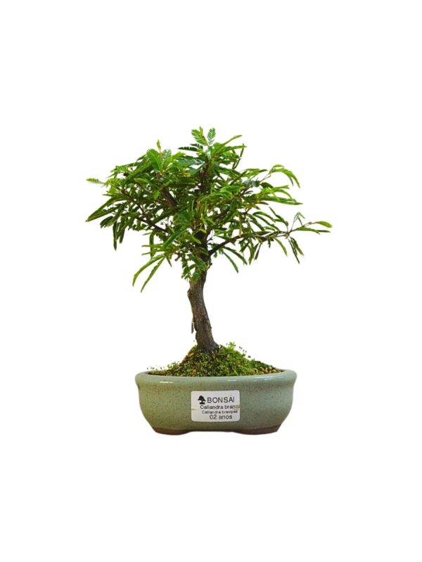 Bonsai Caliandra Branca