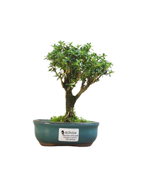 Bonsai Serissa Chinesa