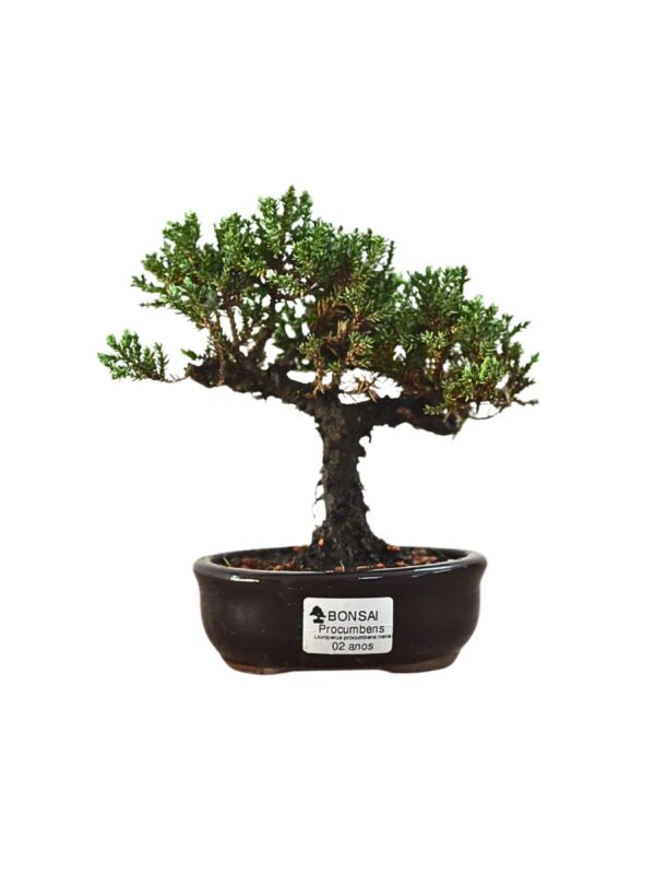 Bonsai Juniperus Procumbens