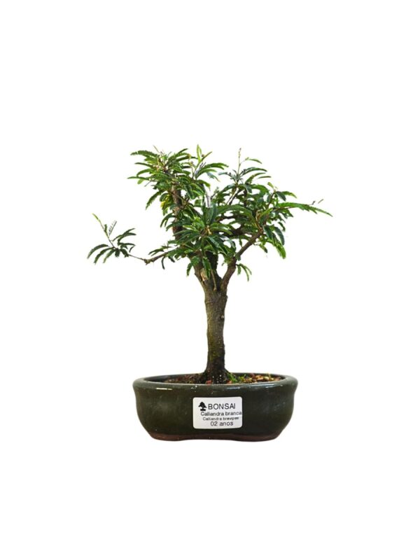 Bonsai Caliandra Branca