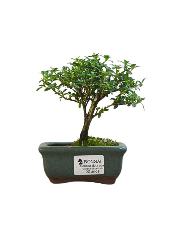 Bonsai Serissa