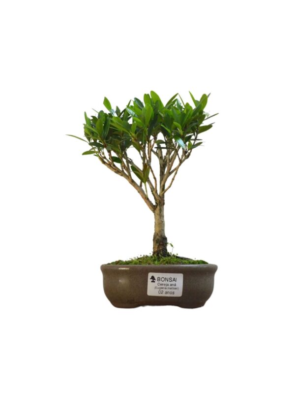 Bonsai Cereja Anã