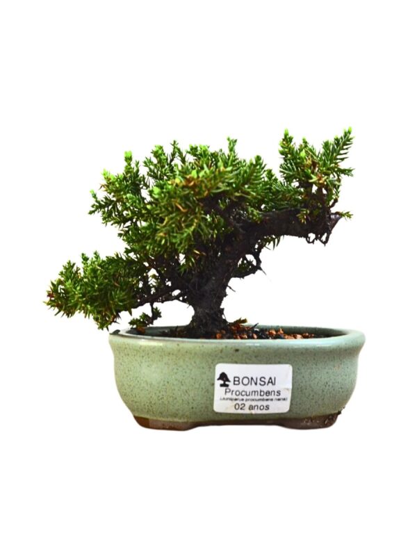 Bonsai Juniperus Procumbens