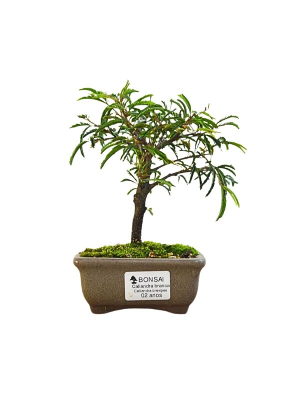 Bonsai Caliandra Branca